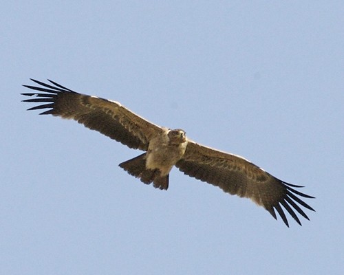Tawny Eagle (Aquila rapax) ©  Lip Kee