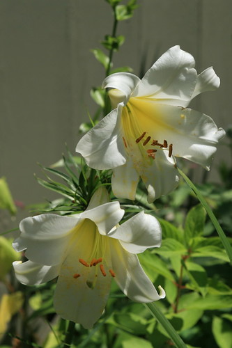 images of easter lilies. Easter Lilies (Lilium