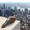 Empire State Pigeon by ZeroOne, on Flickr