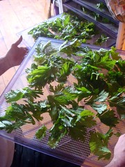 Drying celery leaves