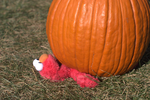 Pumpkin Patch 2008