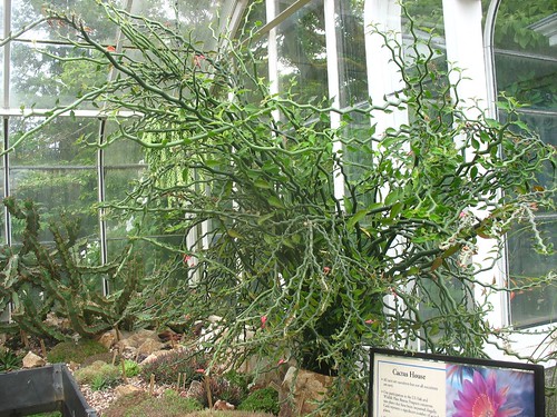 Pedilanthus tithymaloides cv. variegata
