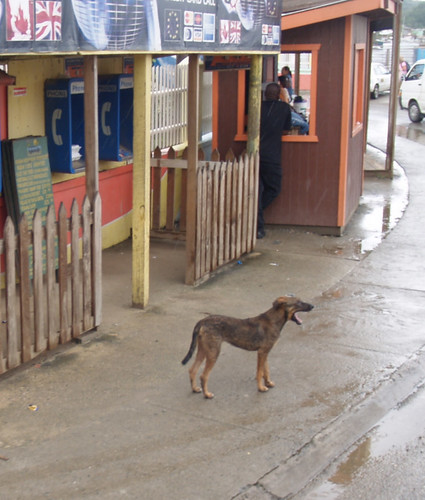 A Dog in Honduras
