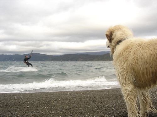 Ollie watching Matt kite surf in Wellington, New Zealand