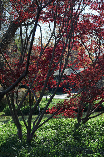 Missouri Botanical ("Shaw's") Garden, in Saint Louis, Missouri, USA - Japanese Maples in Japanese Garden