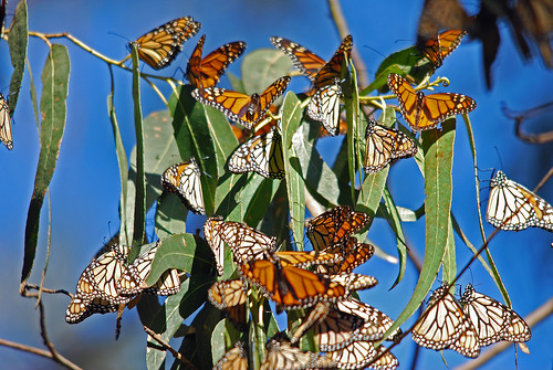 Why gardening to attract everything means less monarch butterflies in your garden