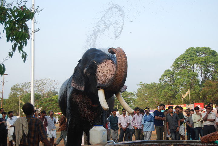 thiruvambadi elephant bath