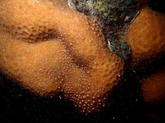 排放粉紅色精卵團的角菊珊瑚(海管處提供)