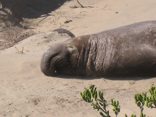 Elephant Seal Tour, Ano Nuevo State Reserve