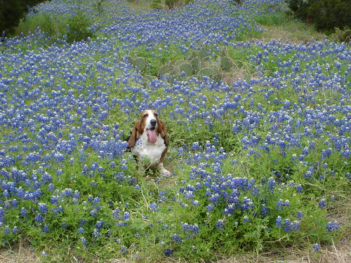Lucy in the bluebonnets