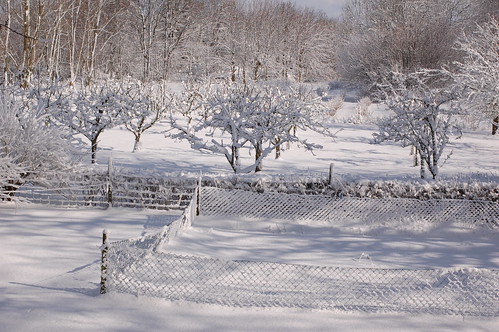 orchard in snow