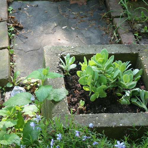 seedum in concrete planter