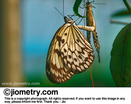 Pair of mating paper kite butterflies