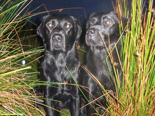 The Wildfowler's Dogs