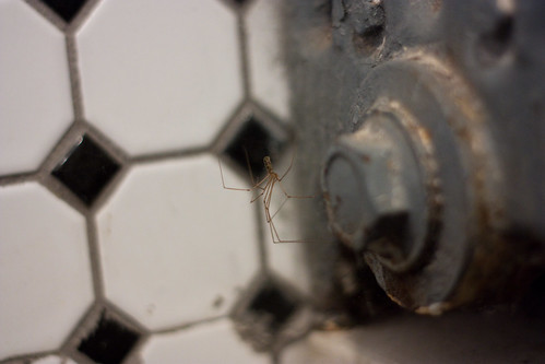 Bathroom Spider (2 of 2)