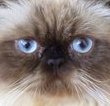 Link to My Himalayan Cat Goma Blog :: Catoon and Photo Comic