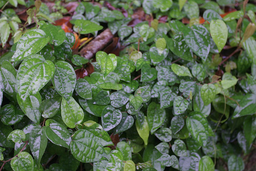 你拍攝的 三富花園農場:雨下油亮的葉子。