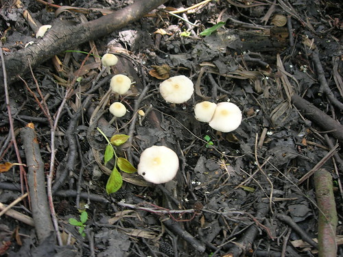 Pilze im Graben Gruppenbild