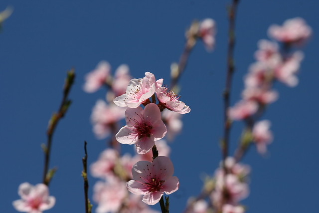Sakura dans le Ciel bleu