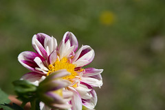 A white and purple flower