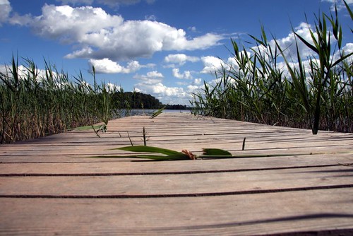 Holzplanken führen durchs Schilf Richtung See