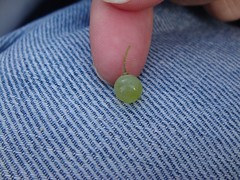 smallest grape ever