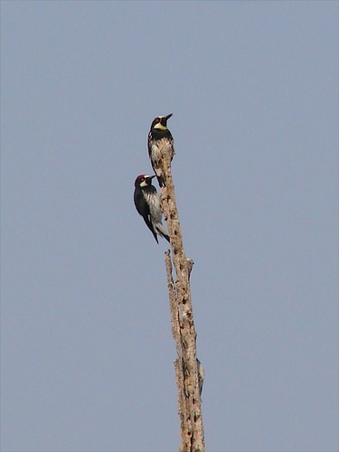 acorn woodpeckers on spike