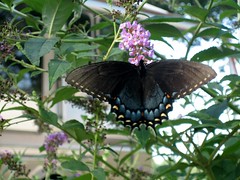 butterfly-2