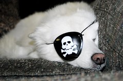 Let Cute Sleeping Pirate Dogs Lie!  YIP 221