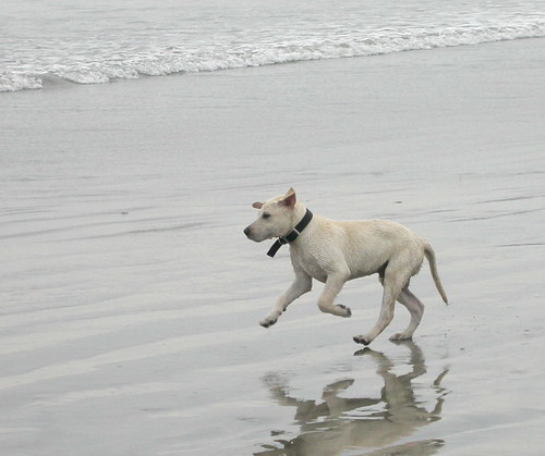 Brutus at Dog Beach