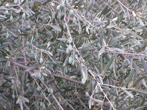 olive tree fournes hania chania