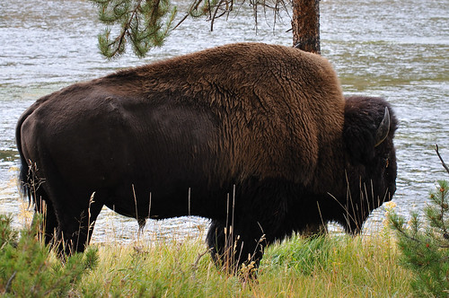 Bison, Firehole River, Yellowstone NP