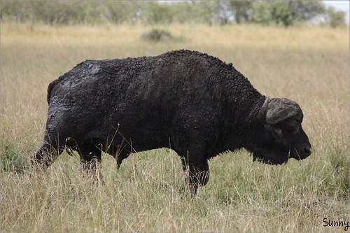 你拍攝的 82 Masai Mara - African Buffalo。