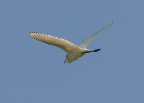 Great Egret Flying Away