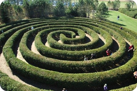 maze at Saunders Farm