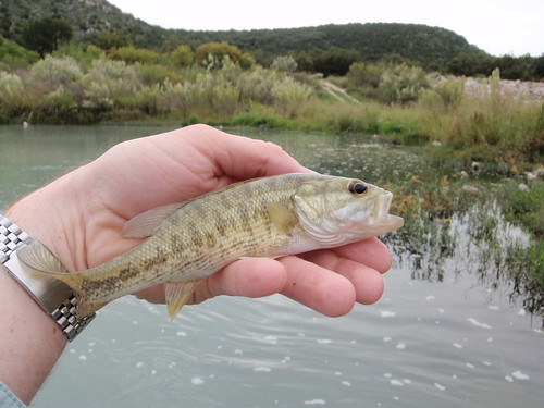 Small Llano River Guadalupe Bass