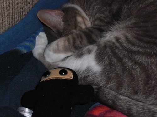 Kitty with Ninja