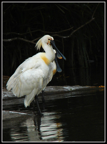 Spoonbill group