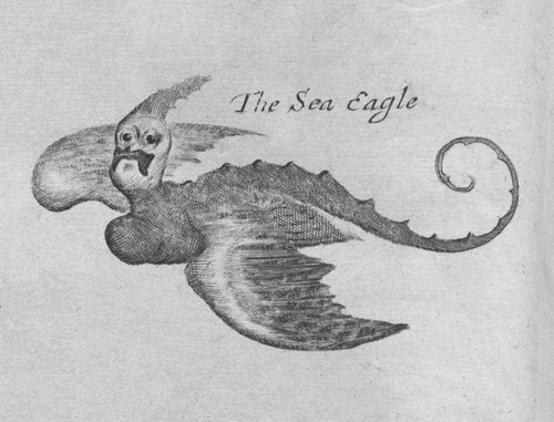 Sea-Eagle -- Johannes Nieuhof