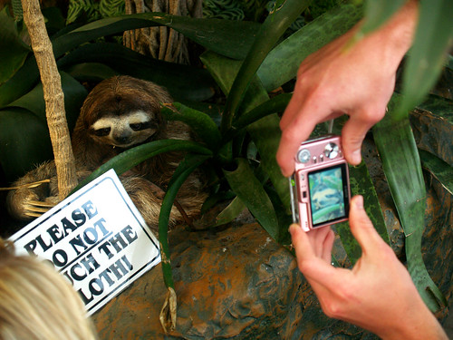 Sloth-arazzis