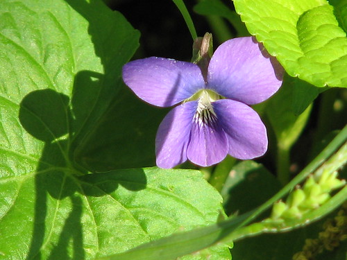 spring violet