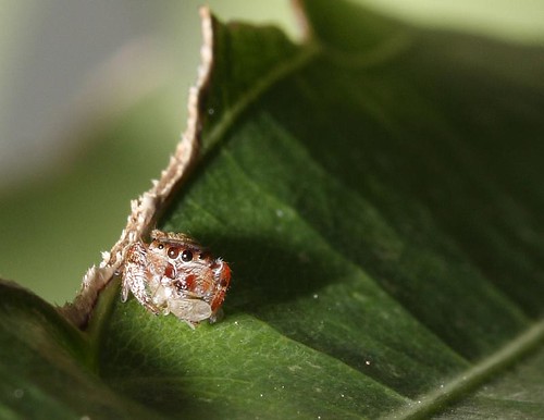 _MG_5221 - Spider Eating Fly On Leaf
