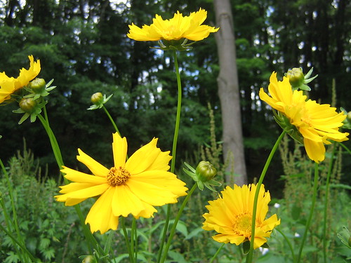 Coreopsis -bloomed overnight!