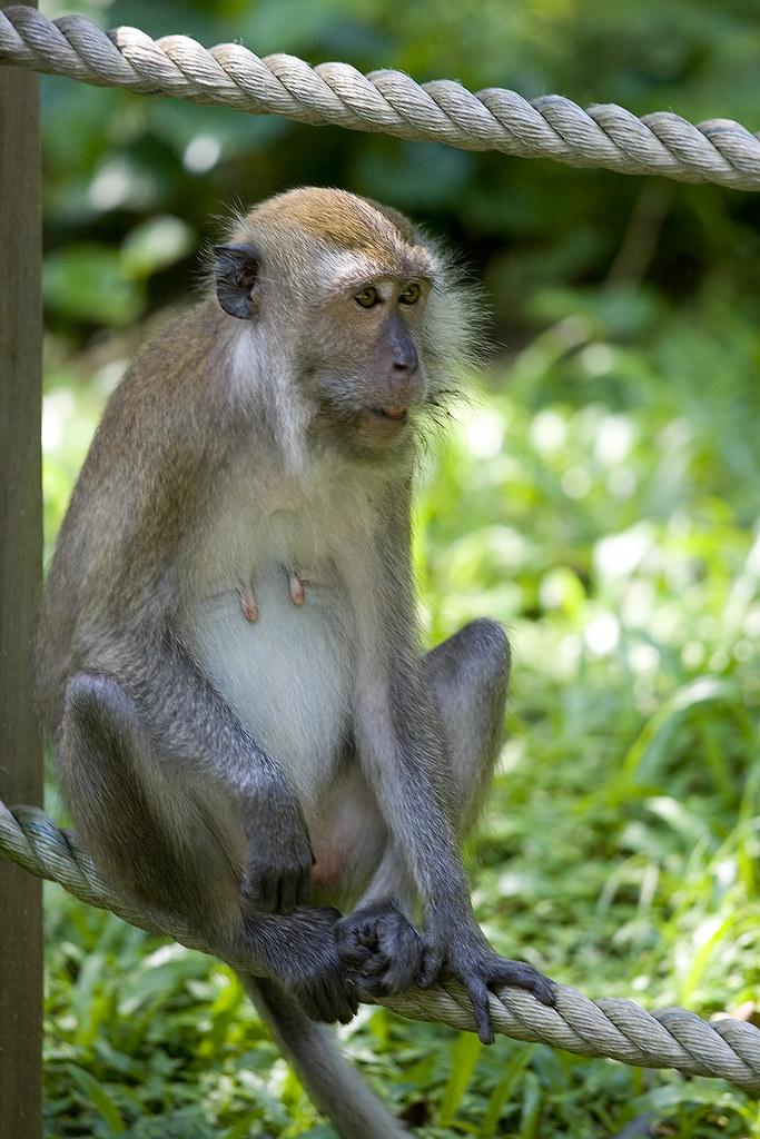 Monkey at Bukit Timah