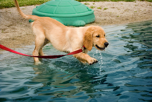 romagna water dog. romagna water dog. Water dog; Water dog. oban14. Apr 6, 06:29 PM