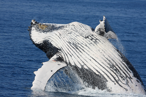 2685236847 ab08575b15 o Top 12 Hotspots for Whale Watching