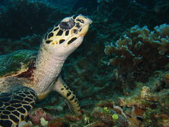 Hawksbill Turtle at House Reef