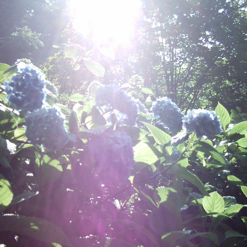 【写真】ミニデジ（MiniDigi）で撮影した、紫陽花の名所鎌倉明月院の紫陽花