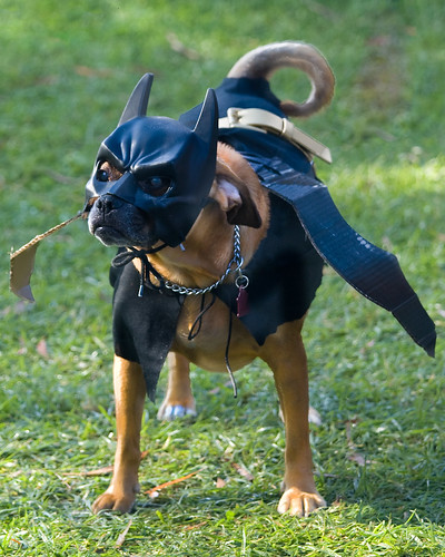 BatDog by Dean of Photography
