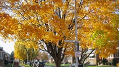 Autum colors alongside Wellington Street. Elmwood Park Illinois. Early November 2008.